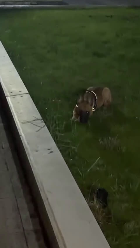 Pastore Belga cani in vendita: Pastore belga malinois - Video 1