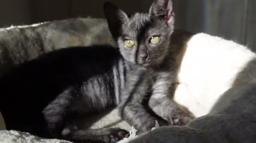 Altre razze gatti in regalo:  LUNA PICCOLA GATTINA SMOKE DOLCISSIMA - Video 1