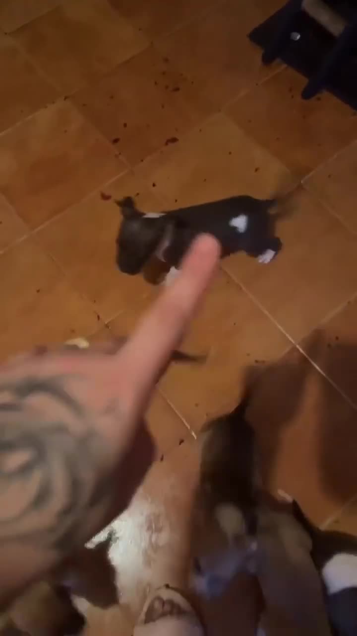 Pitbull cani in vendita: Pittbul a Città Metropolitana di Torino - Video 3