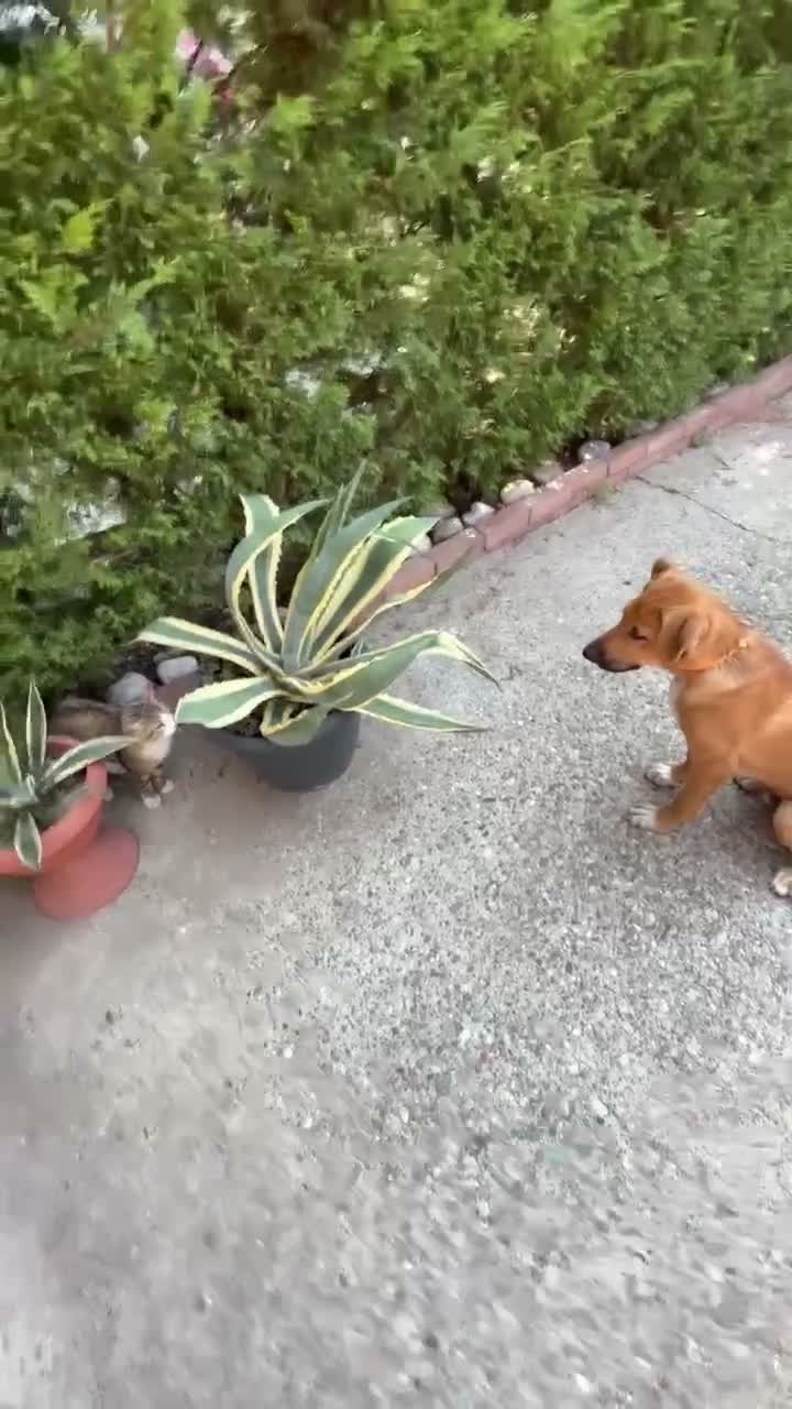 Meticcio cani in regalo: REGALO, Chico ha bisogno di una nuova casa  a Provincia di Alessandria - Video 1
