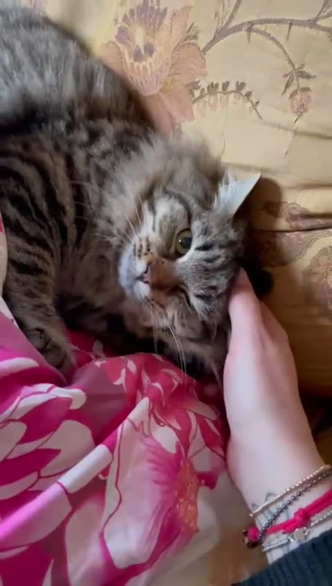 Europeo gatti in regalo: Frittella dolcissima micina cerca casa! - Video 1