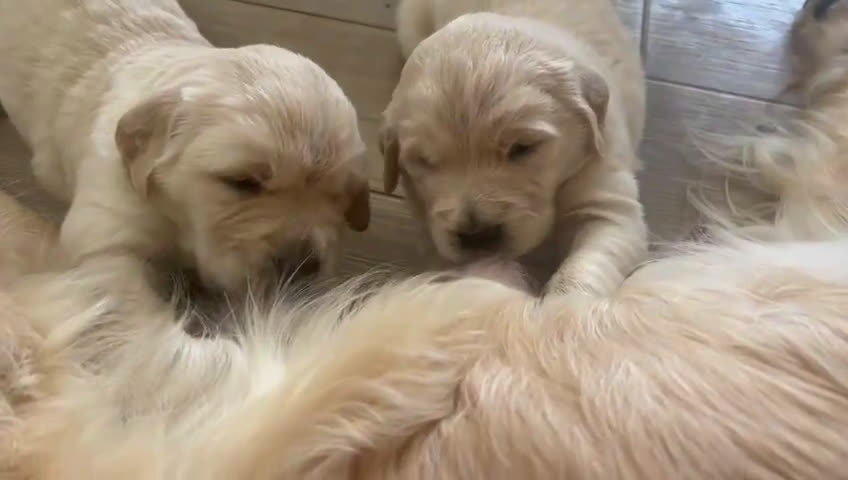 Golden Retriever cani in vendita: Golden retriever linea inglese a Provincia di Alessandria - Video 3