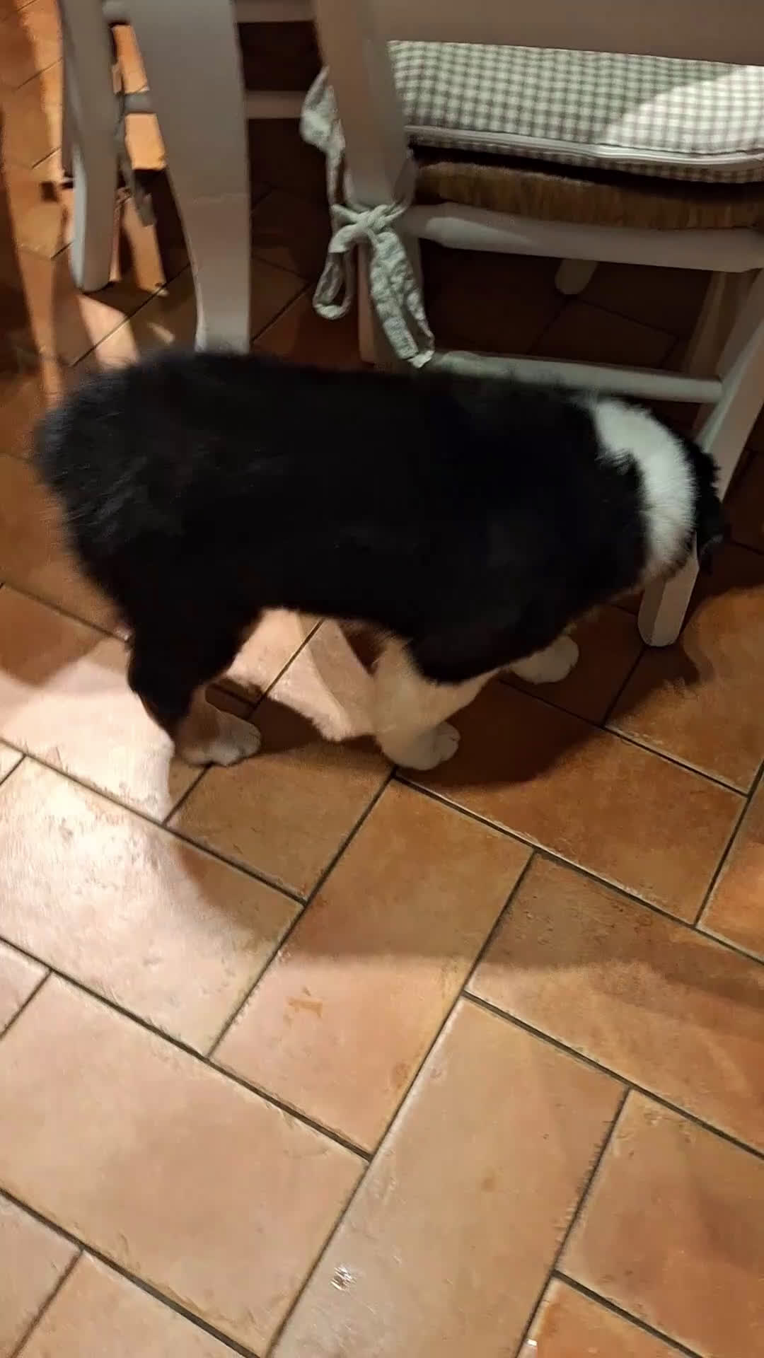 Australian Shepherd cani in vendita: MERAVIGLIOSO CUCCIOLO MASCHIO TRICOLOR BLACK NBT - Video 3