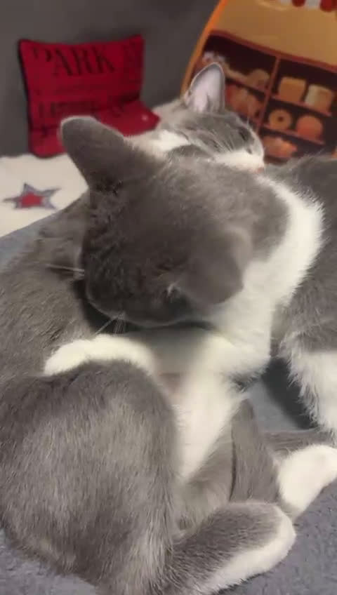 Europeo gatti in regalo: CHARLIE E LOLA SIMILCERTOSINI STUPENDI  - Video 1