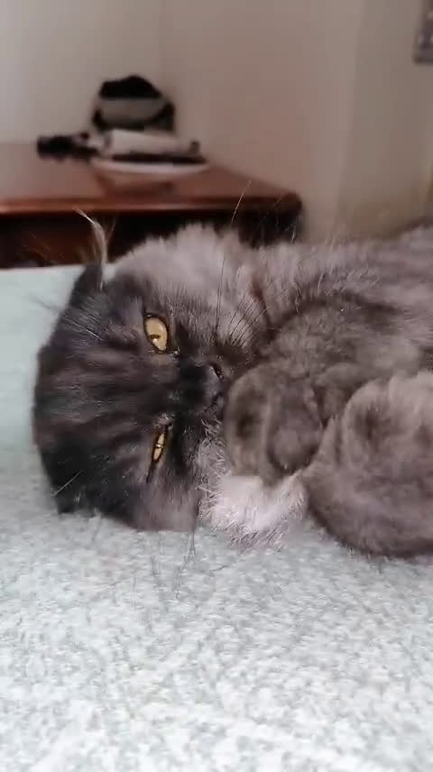 Scottish gatti in vendita: Scottish fold  a Provincia di Reggio Emilia - Video 2