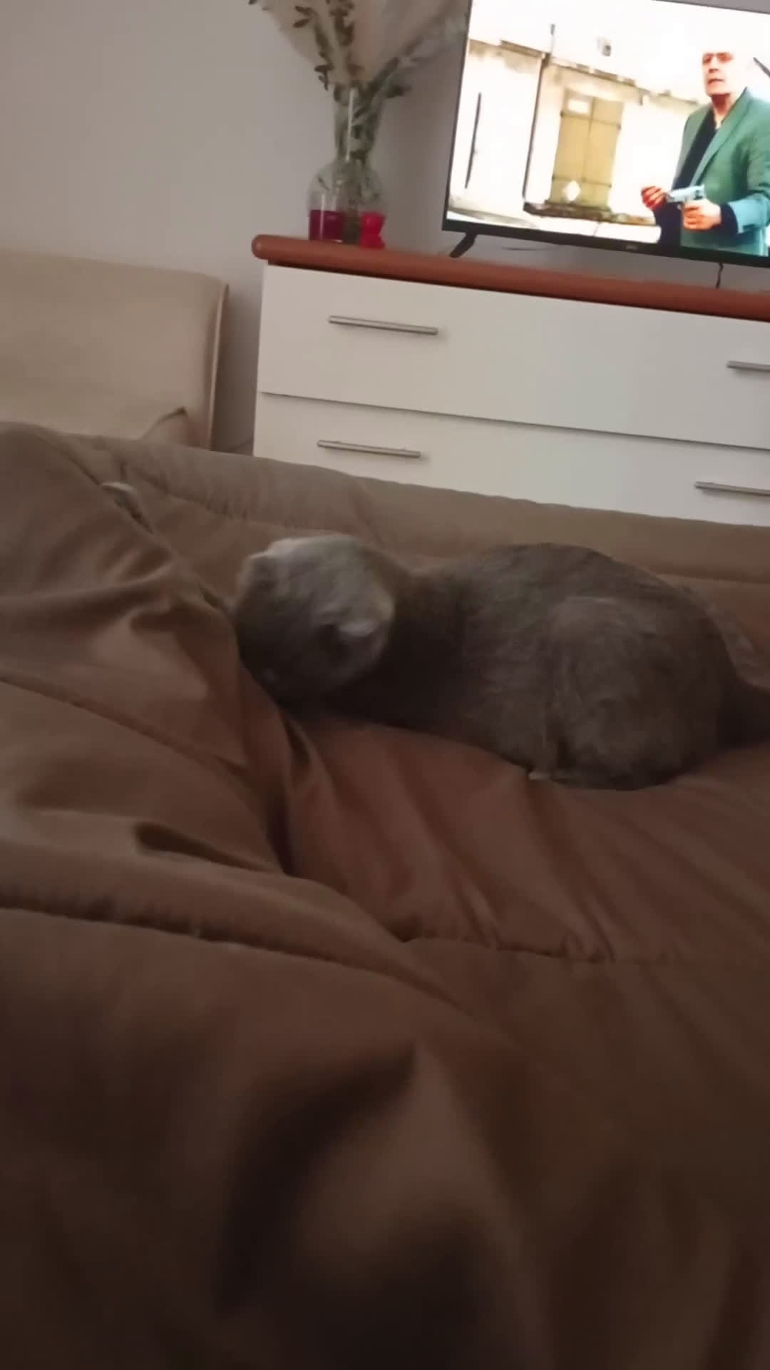 Scottish gatti in regalo: Do in adozione bellissima gattina Scotish fold Blu - Video 1