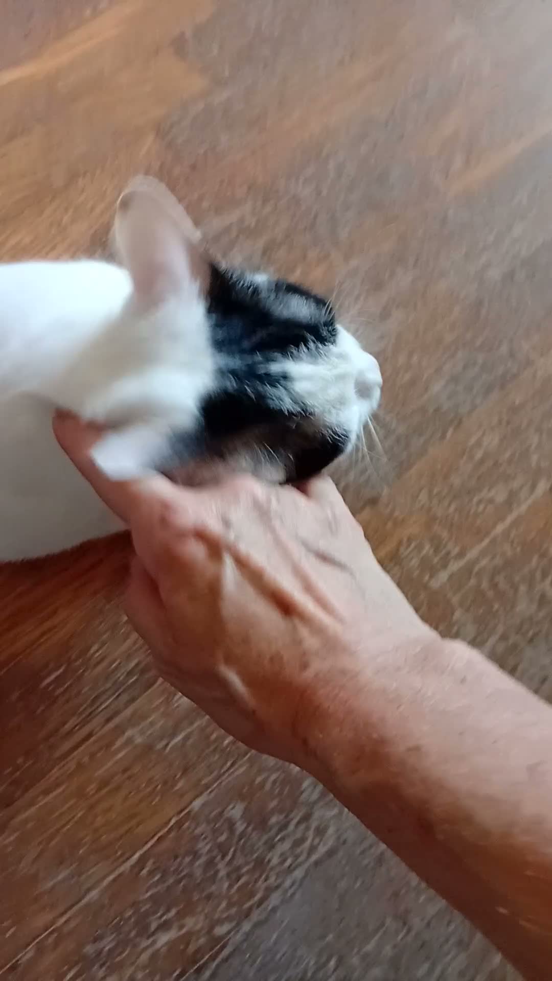 Europeo gatti in regalo: Lea ha urgenza di avere una casa! - Video 2