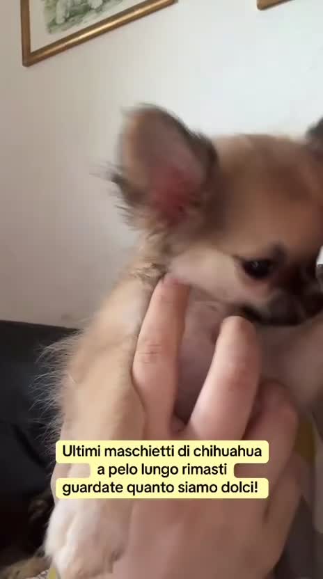 Chihuahua cani in vendita: Cuccioli chihuahua a Città metropolitana di Milano - Video 1