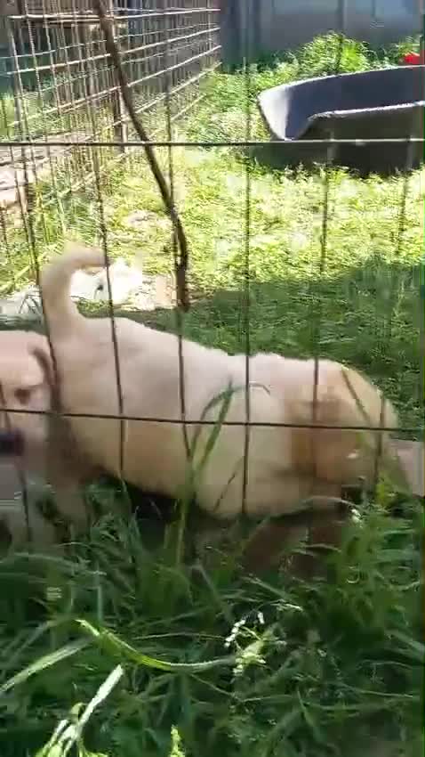 Labrador cani in vendita: Labrador  - Video 2