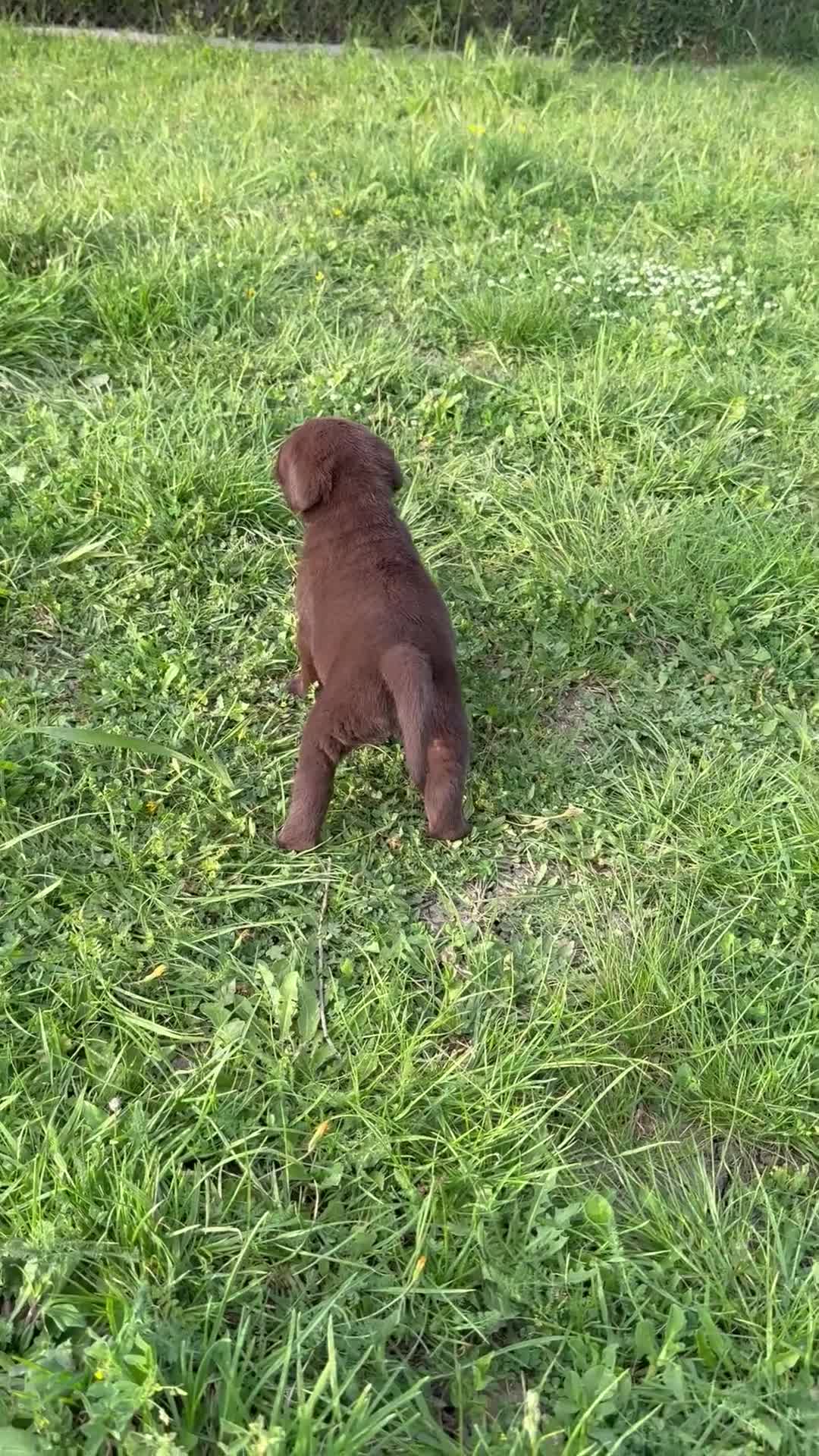 Labrador cani in vendita: Cuccioli Labrador Retriver  - Video 1