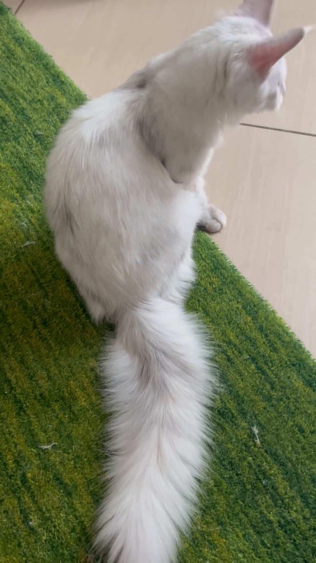 Maine Coon gatti in vendita: Maine Coon femmina 7 mesi con pedigree  - Video 1