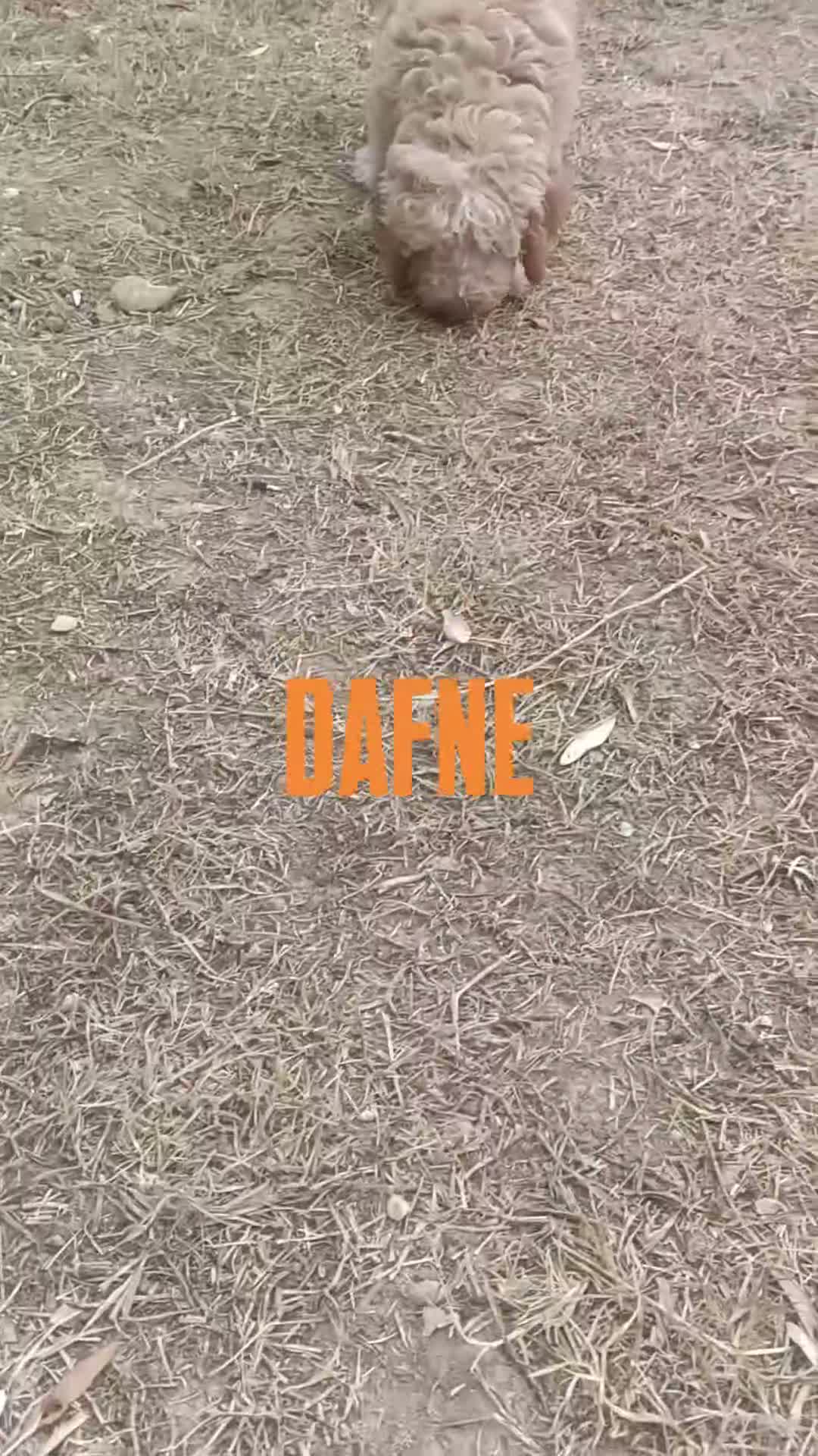 Lagotto cani in vendita: Cuccioli di Lagotto Romagnolo con Pedigree ROI - Video 5