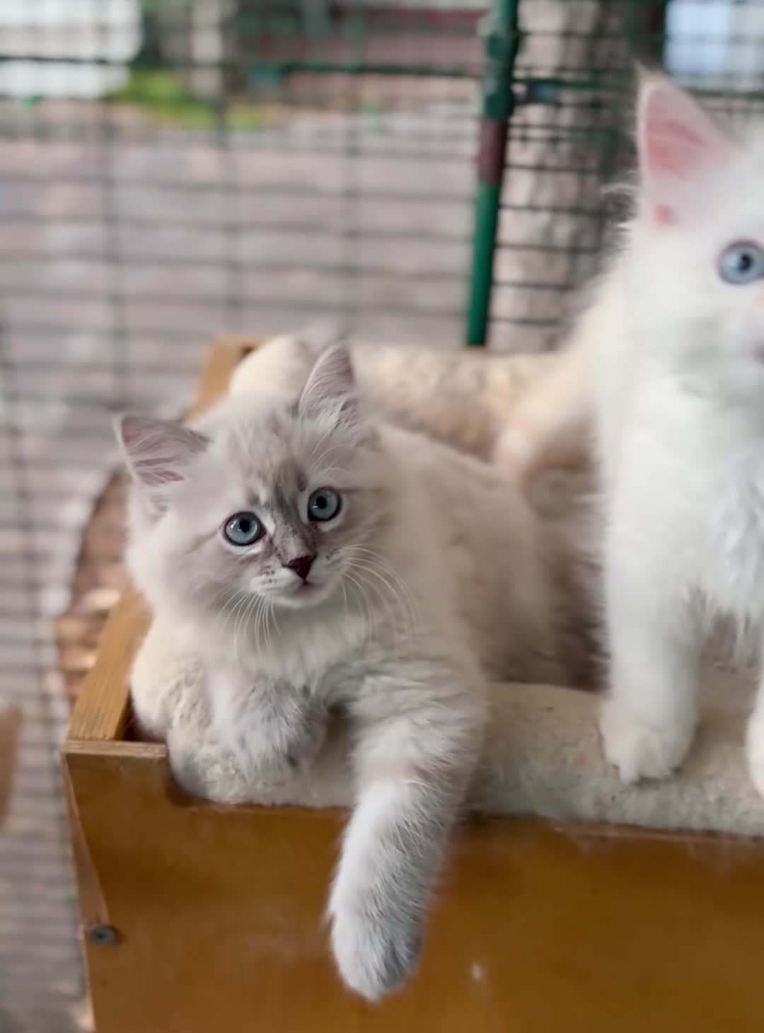 Siberiano gatti in vendita: Cuccioli ipoallergenici di gatto siberiano a Provincia di Pisa - Video 1