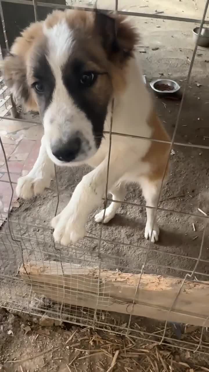 Meticcio cani in regalo: Simba, taglia media! (25kg - 6 mesi)  - Video 1
