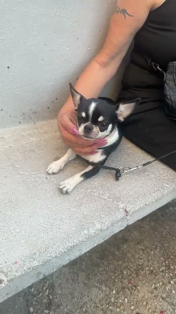 Chihuahua cani per accoppiamento: Chihuahua per monta - Video 1