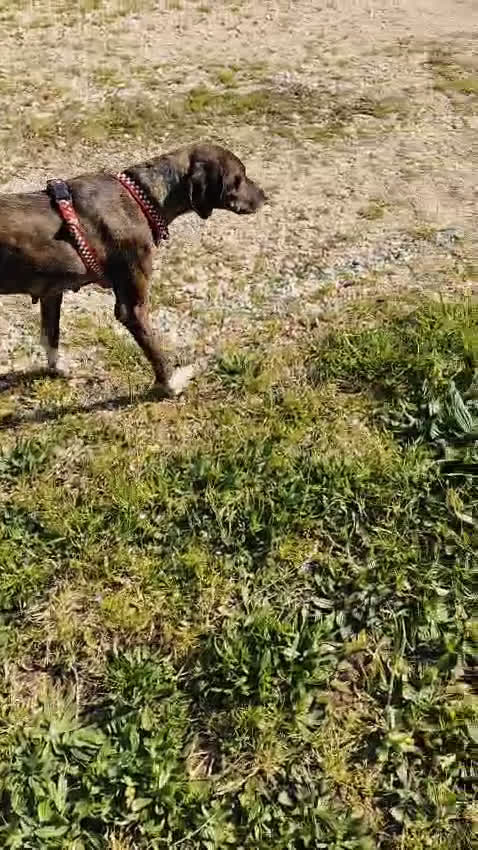 Meticcio cani in regalo: Cannella... adozione del SUPER CUORE ❤️ - Video 2