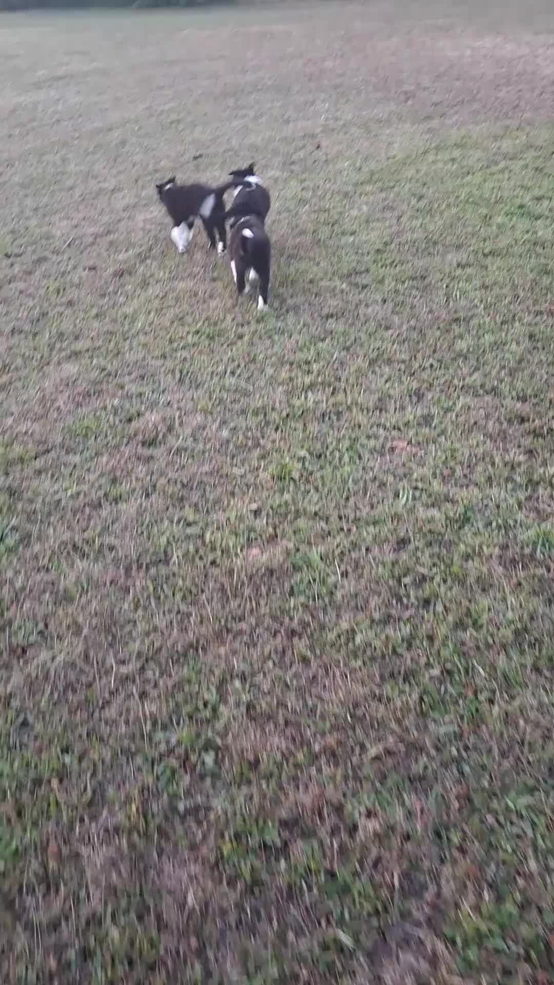 Border Collie cani in vendita: Cuccioli border collie - Video 1