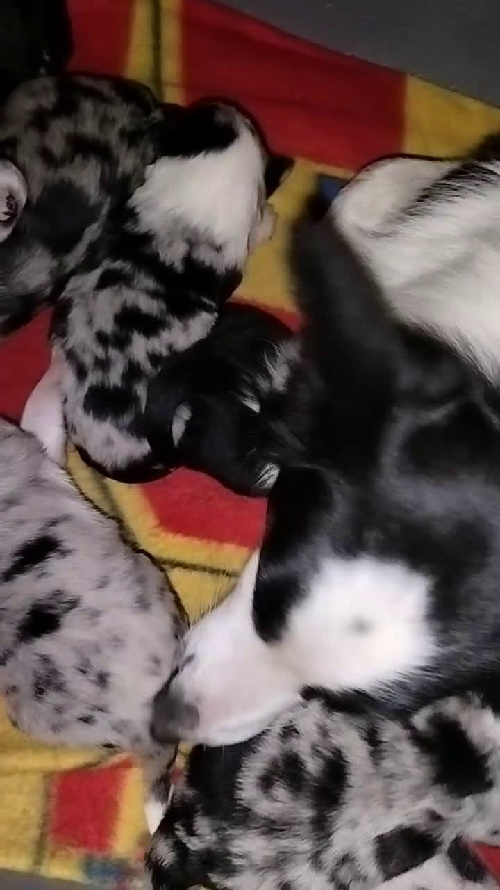 Border Collie cani in vendita: Cucciolo maschio di border collie blue merle a Città metropolitana di Milano - Video 1