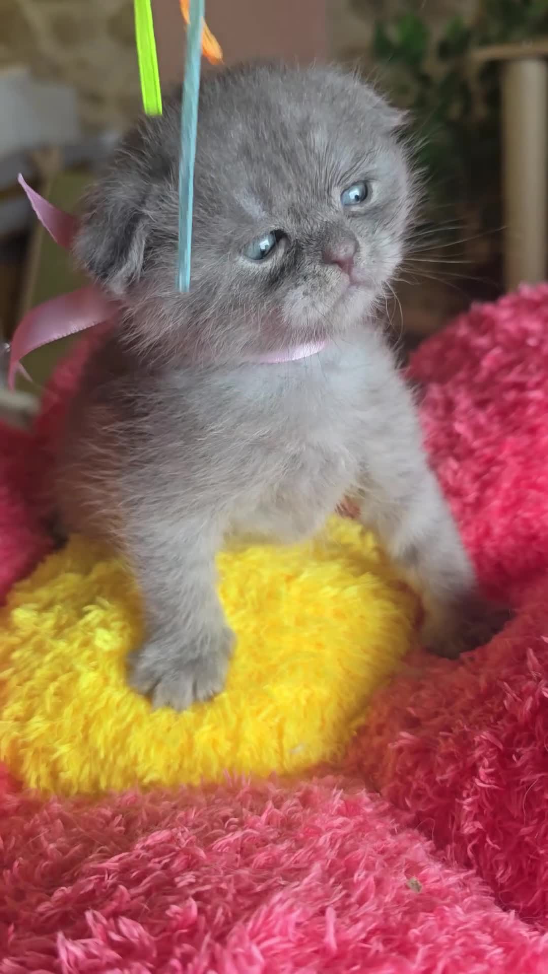 Scottish gatti in vendita: Cuccioli scottish fold e straight  - Video 1