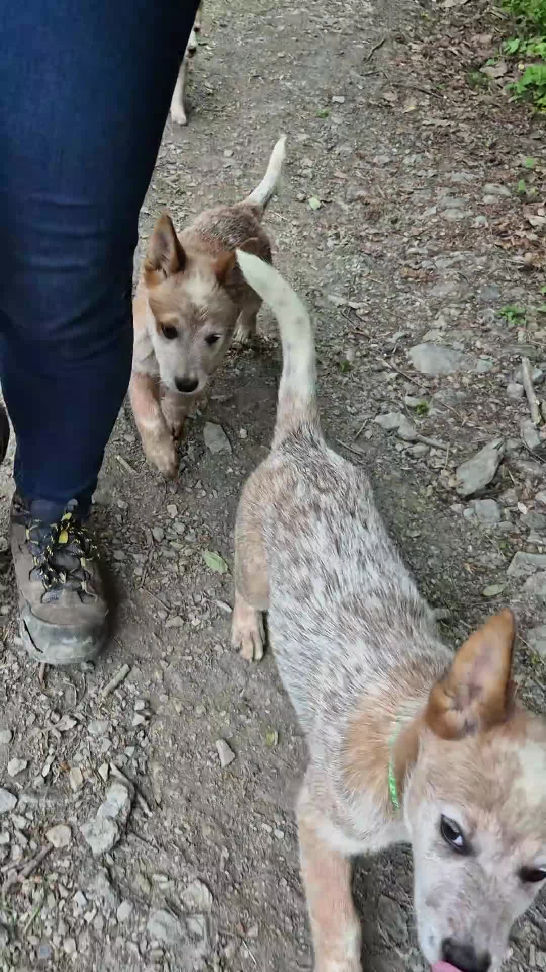 Australian Cattledog cani in vendita: Cuccioli Australian Cattledog a Città Metropolitana di Genova - Video 1