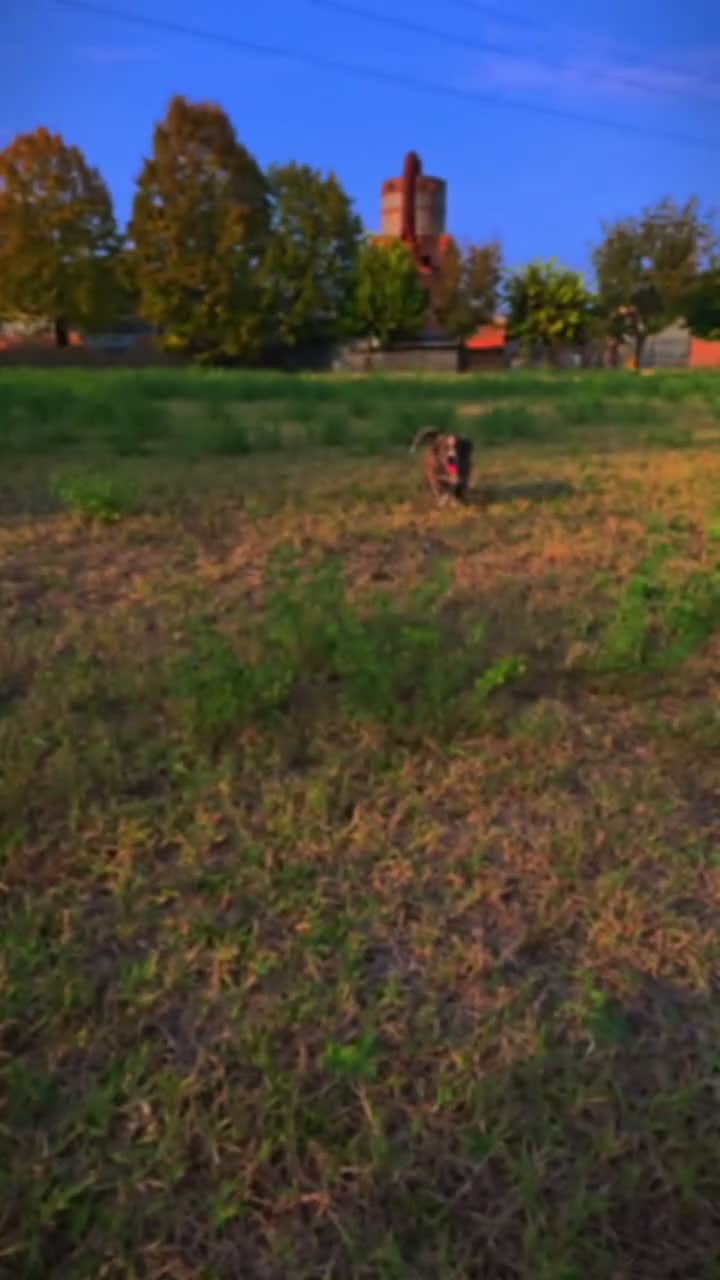 Meticcio cani in regalo: Regalasi mamma con cucciolo  - Video 2