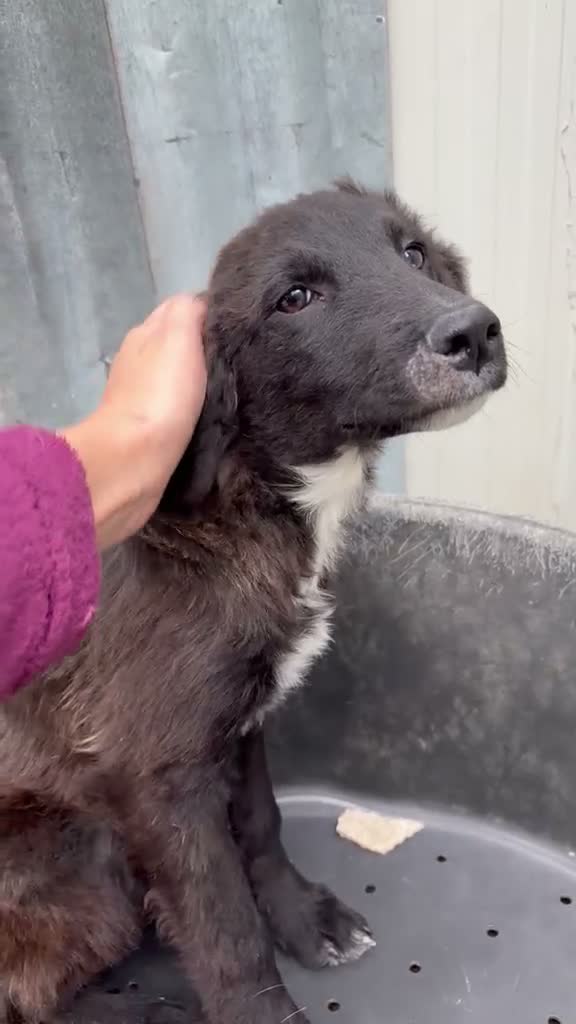 Setter Inglese cani in regalo: ADOTTA IL BELLISSIMO YUKI a Città Metropolitana di Bologna - Video 1