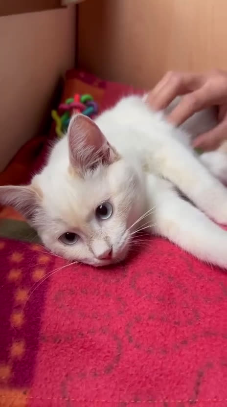 Europeo gatti in regalo: AURA CERCA CASA ❤️ - Video 2