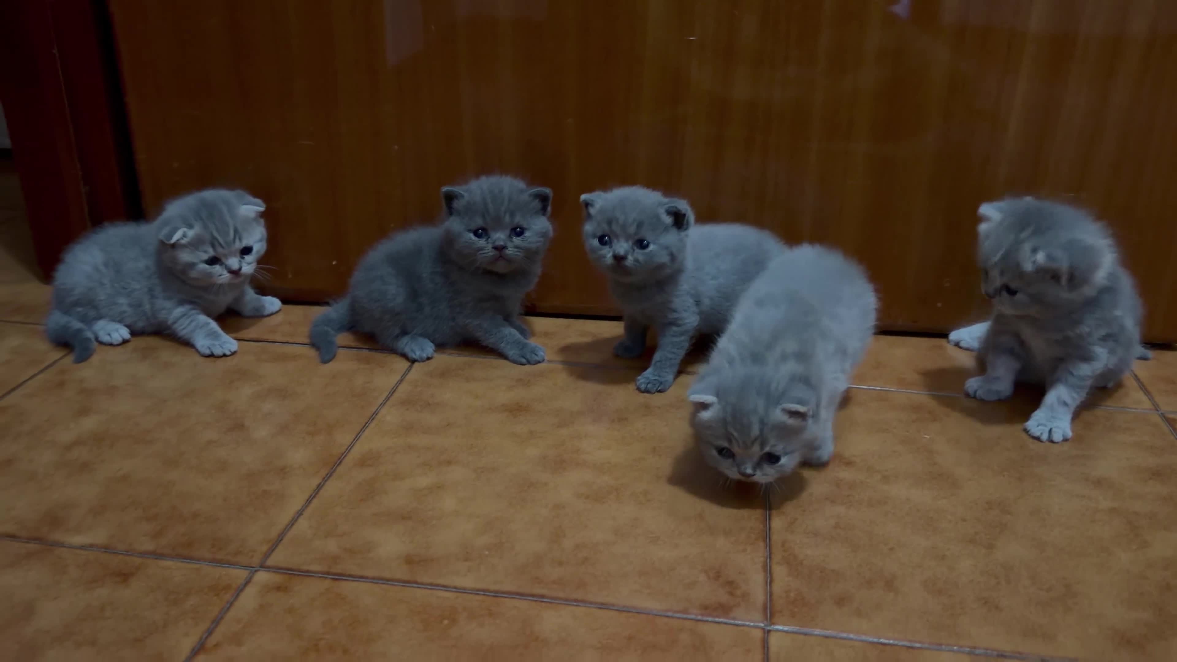 Scottish gatti in vendita: Cuccioli Scottish Fold e Straight - Video 1