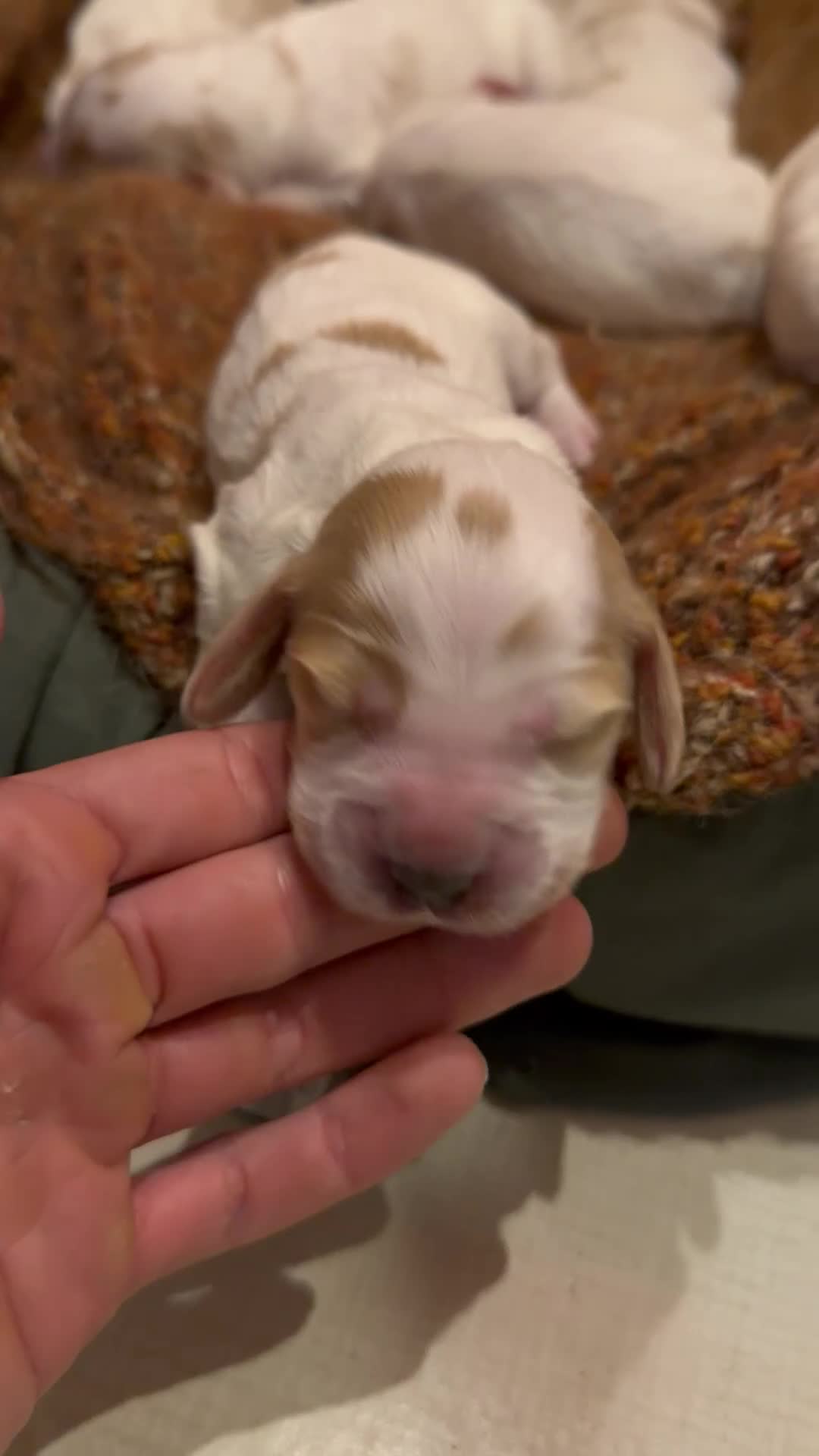 Cocker cani in vendita: Cocker cuccioli a Libero consorzio comunale di Siracusa - Video 2