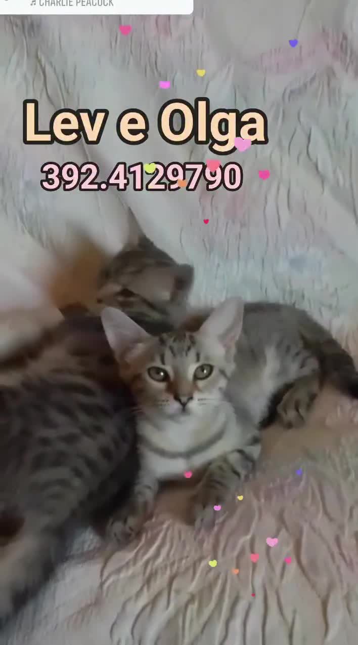 Europeo gatti in regalo: LEV E OLGA DOLCISSIMI GATTINI - Video 1