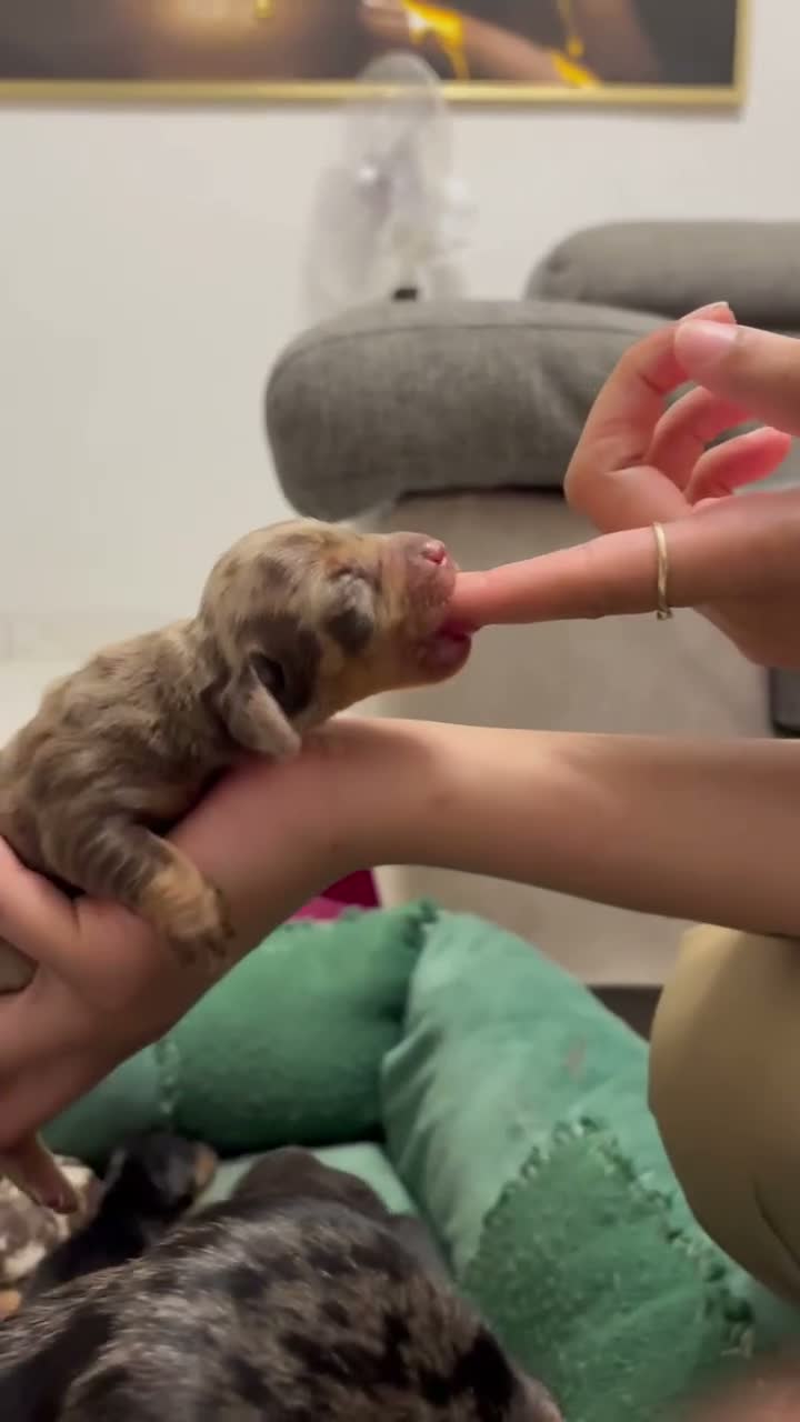 Bassotto Nano cani in vendita: Cucciola di Bassotto Arlecchino Cioccolato fem. - Video 2