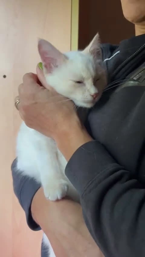 Europeo gatti in regalo: AURA CERCA CASA ❤️ - Video 1