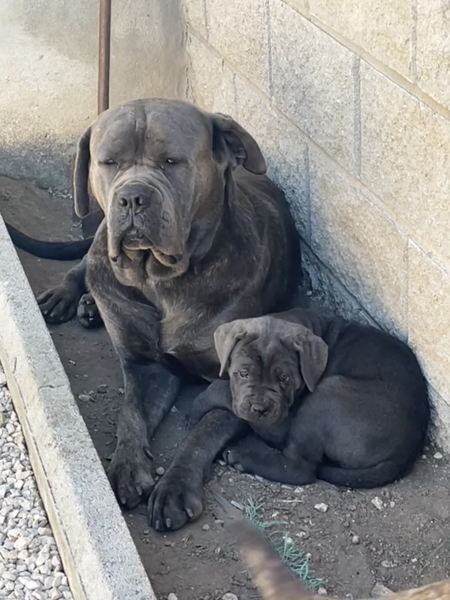 Cane Corso cani in vendita: Cucciola di cane corso!  - Video 1