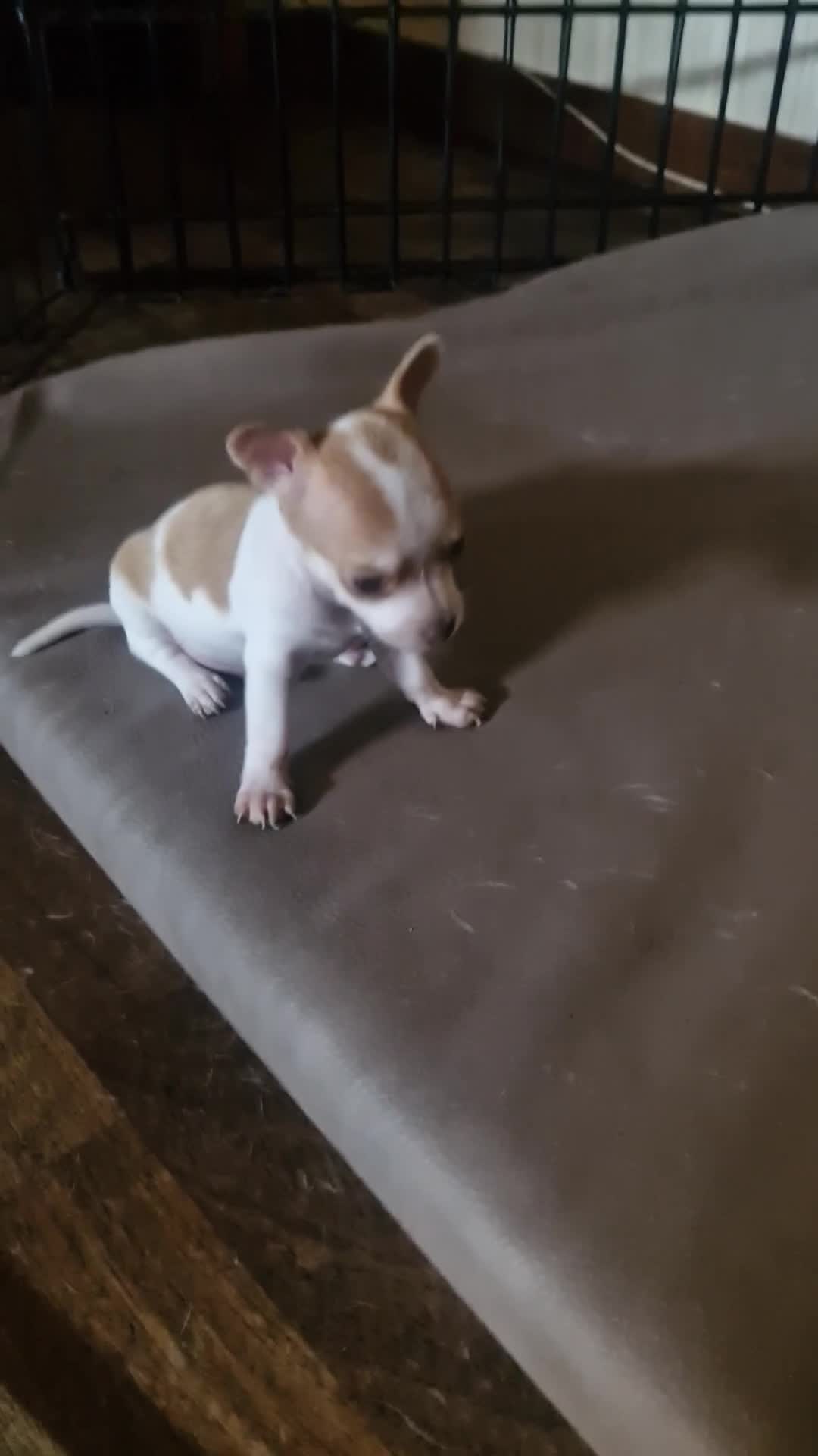 Chihuahua cani in vendita: Ciwawa maschietto - Video 2
