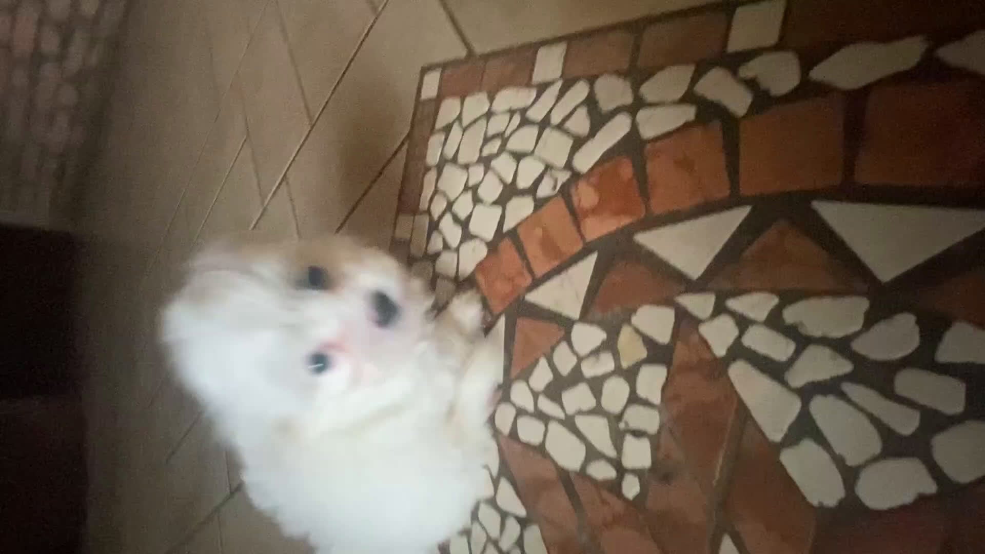 Maltese cani in vendita: Cuccioli Maltese  - Video 1