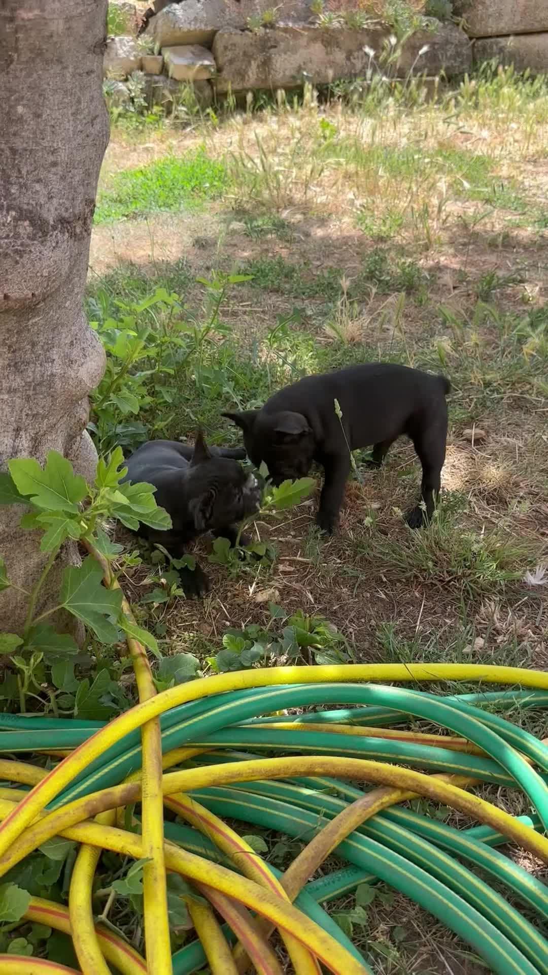Bulldog Francese cani in vendita: bulldog francese nero tigrato  - Video 2
