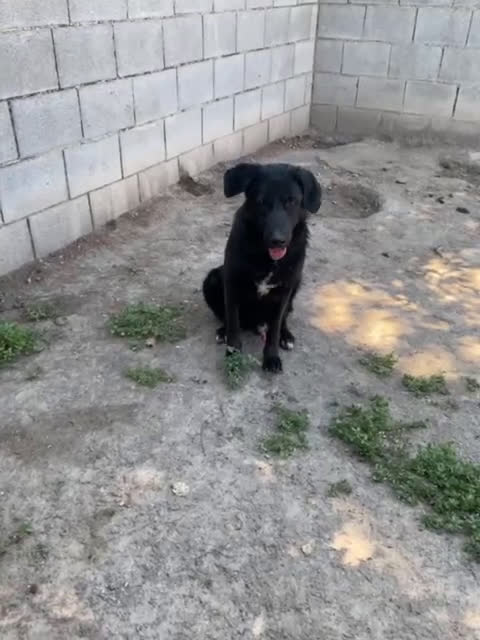 Meticcio cani in regalo: SMOG 6anni buono e remissivo  - Video 1