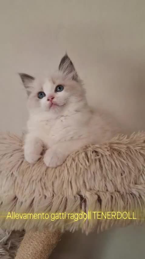 Ragdoll gatti in vendita: Ragdoll con Pedigree  - Video 2