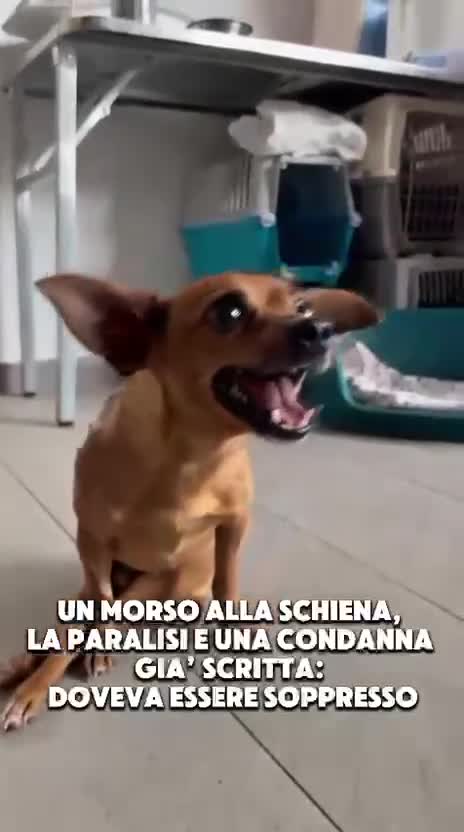 Pinscher Miniatura cani in regalo: TONY 💙 una seconda occasione per vivere  - Video 1