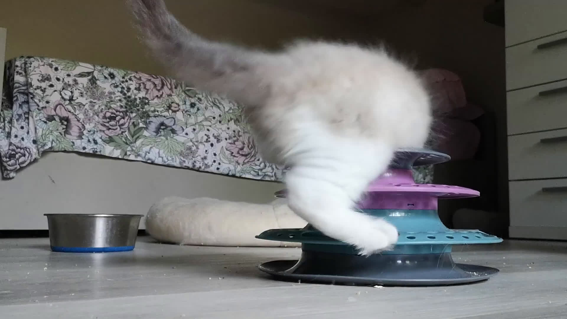 Ragdoll gatti in vendita: cucciolo rag seal bic  a Città metropolitana di Milano - Video 1