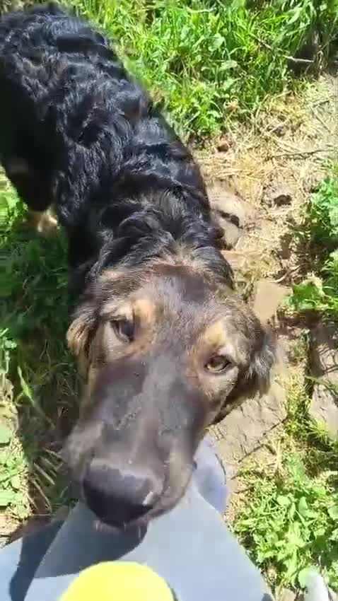 Meticcio cani in regalo: Destiny in canile a catania a Provincia di Rovigo - Video 1