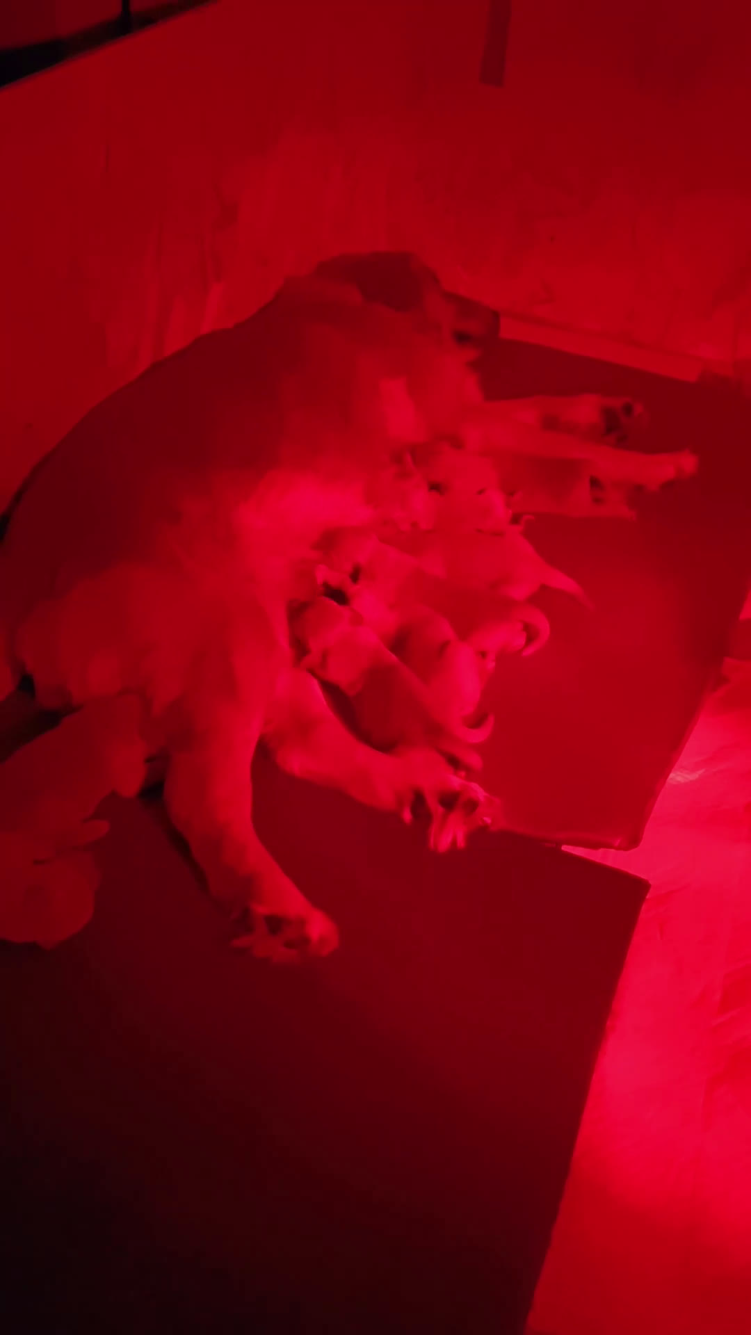 Golden Retriever cani in vendita: Golden retriever  - Video 1