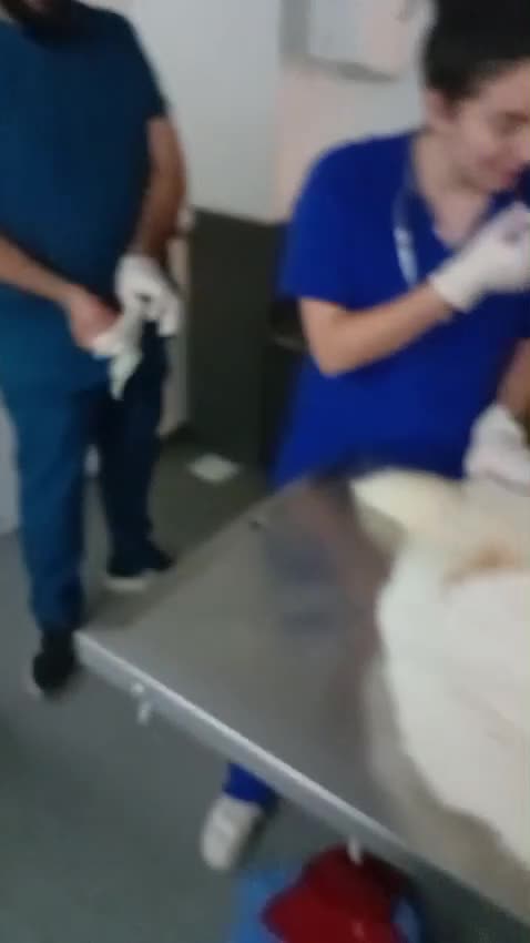 Meticcio cani in regalo: Ronny, un meticcio pronto a farsi amare - Video 1