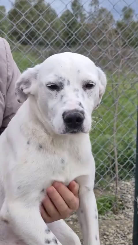 Meticcio cani in regalo: Tanti cuccioli cercano un porto sicuro - Video 4