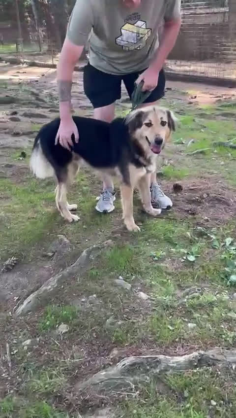 Meticcio cani in regalo: Splendido meticcio Milou a Città metropolitana di Milano - Video 1