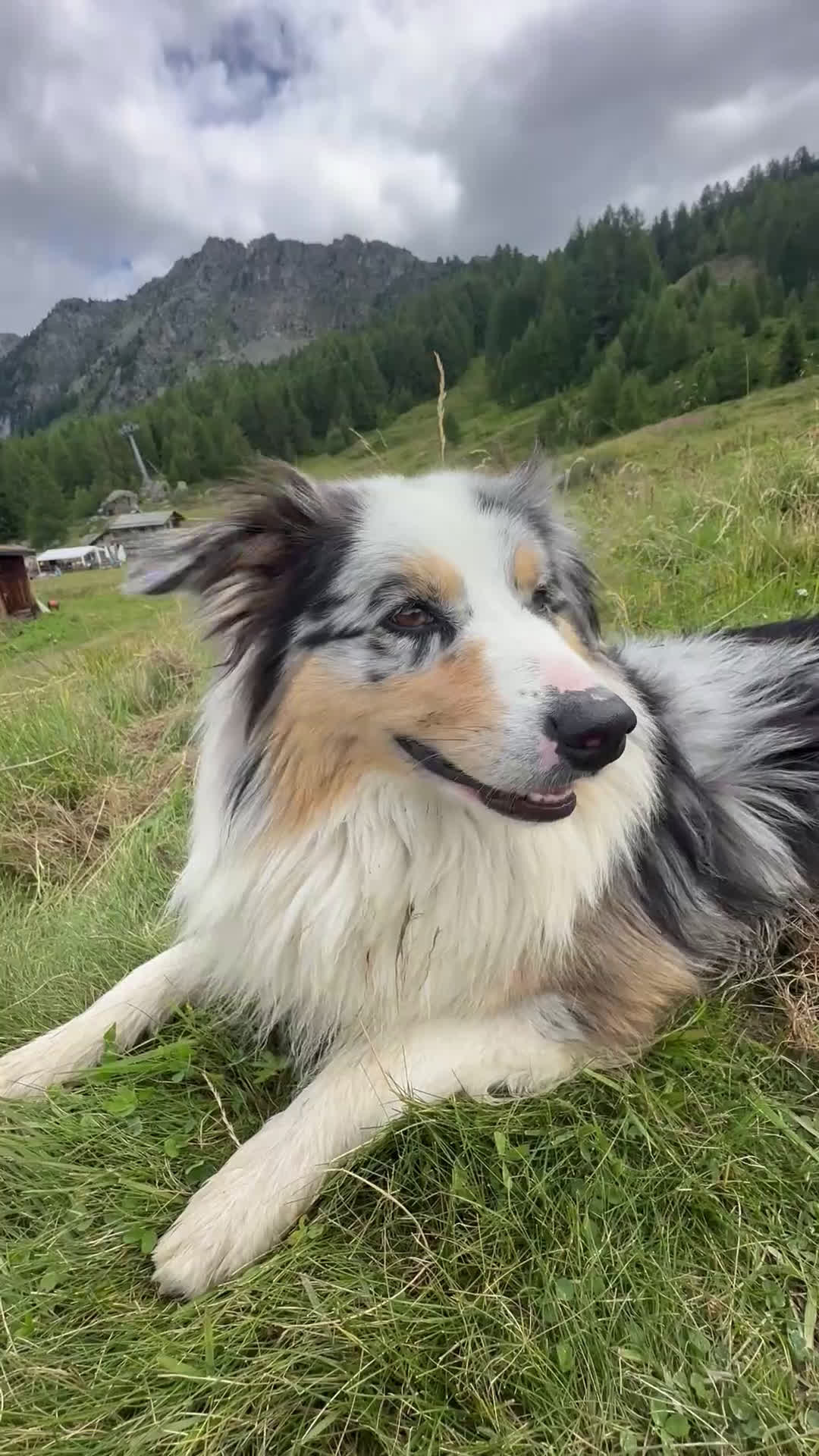 Australian Shepherd cani per accoppiamento: Australian Sheperd Blu merle con pedigree. - Video 1