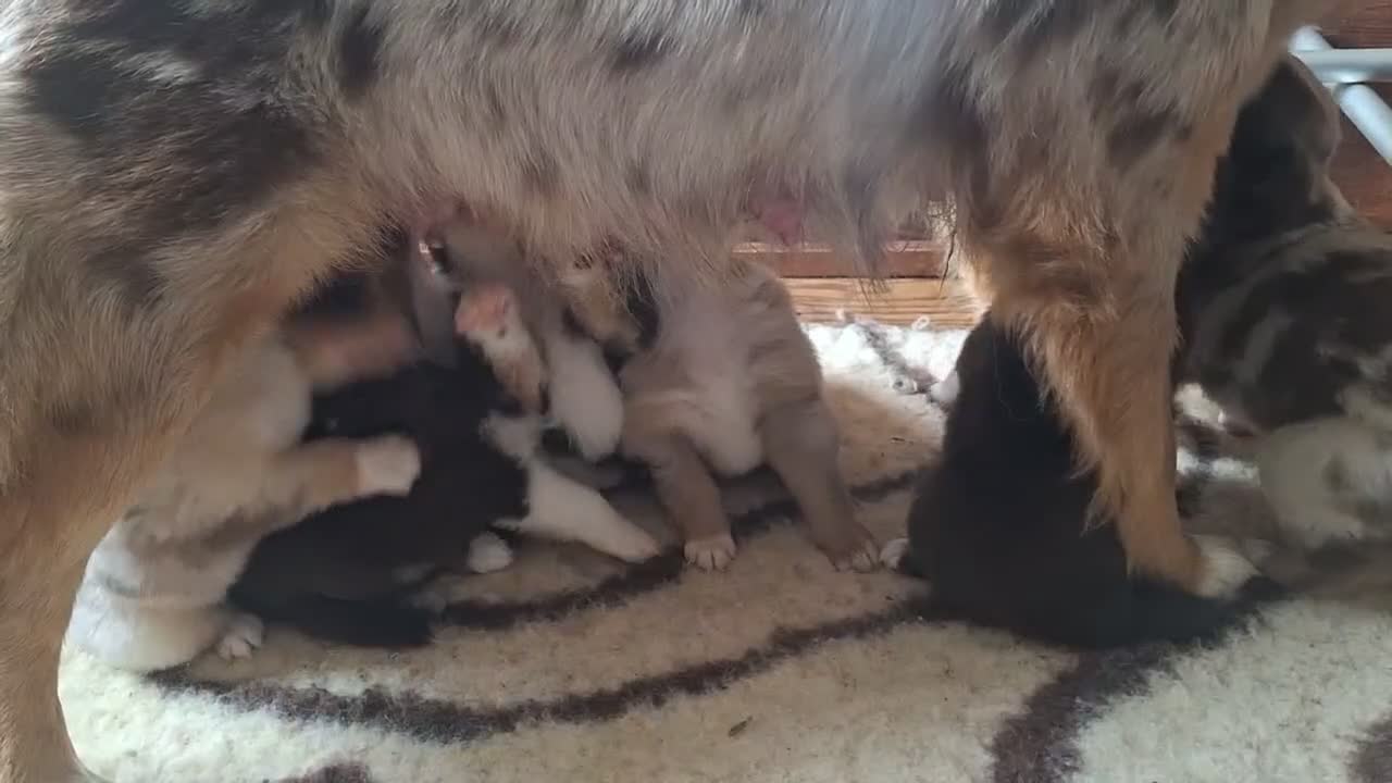 Australian Shepherd cani in vendita: pastore australiano aussie cuccioli - Video 3