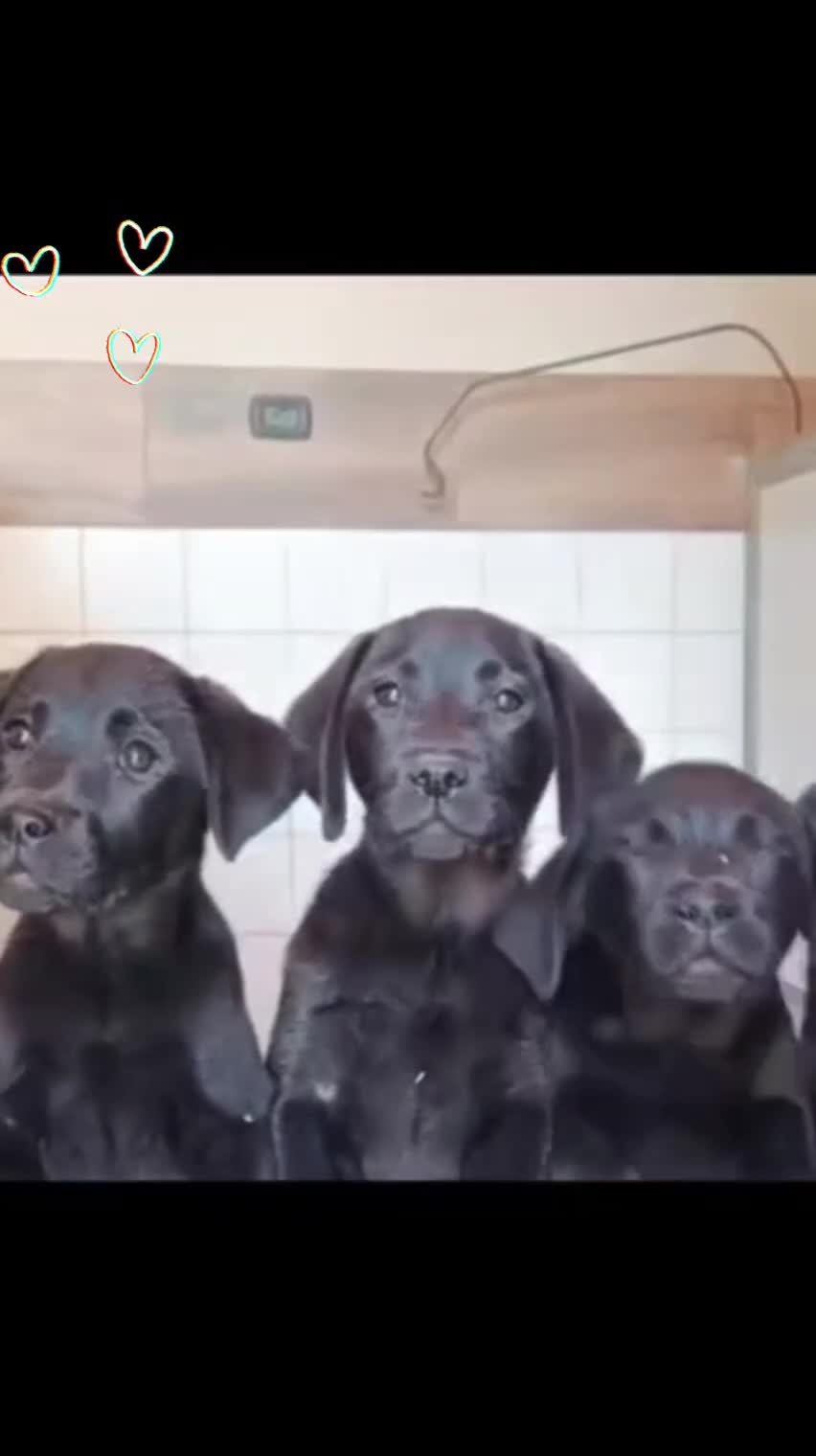 Labrador cani in vendita: Cuccioli labrador retriever neri a Provincia di Pistoia - Video 2