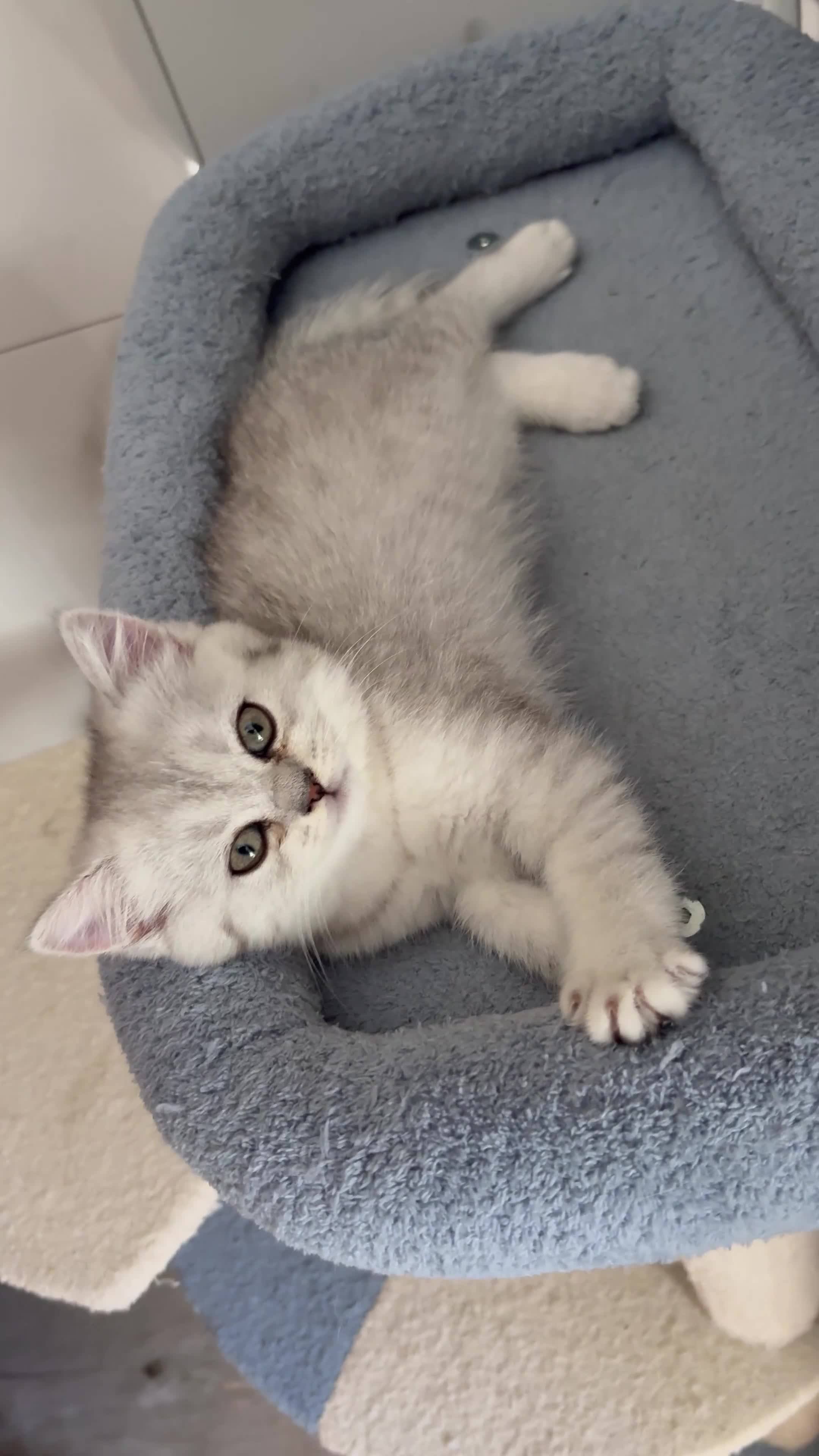 British gatti in vendita: Scottish fold straight  - Video 1