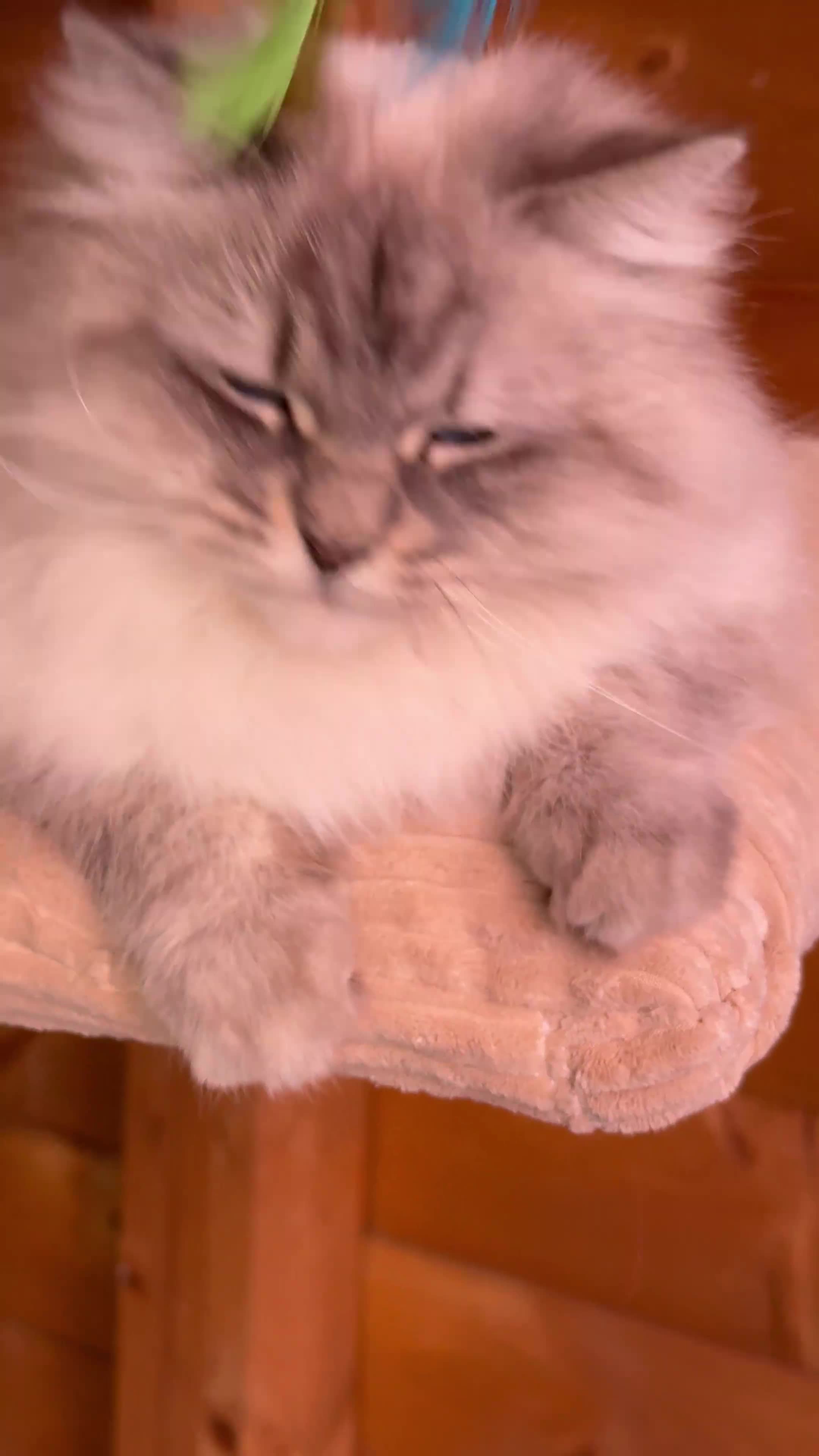 Siberiano gatti in vendita: “Gatta siberiana in Rehoming” - Video 1